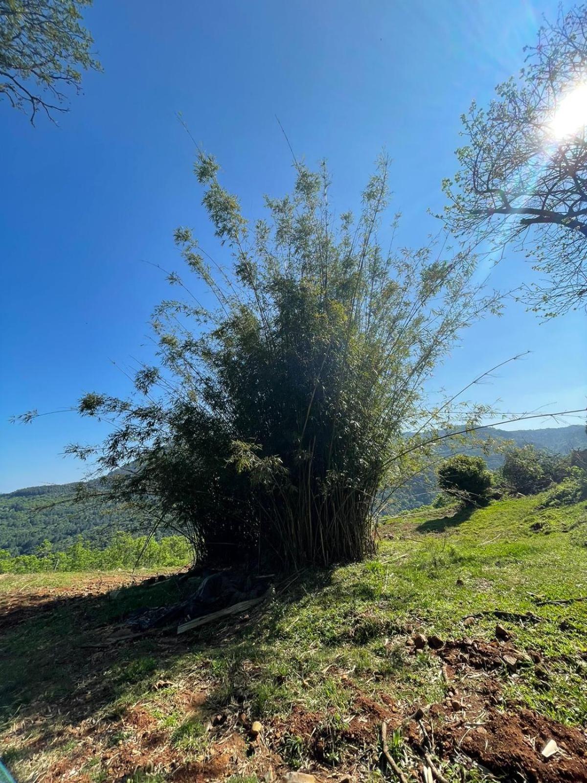 Chales Vista Do Paraiso Canela Zewnętrze zdjęcie